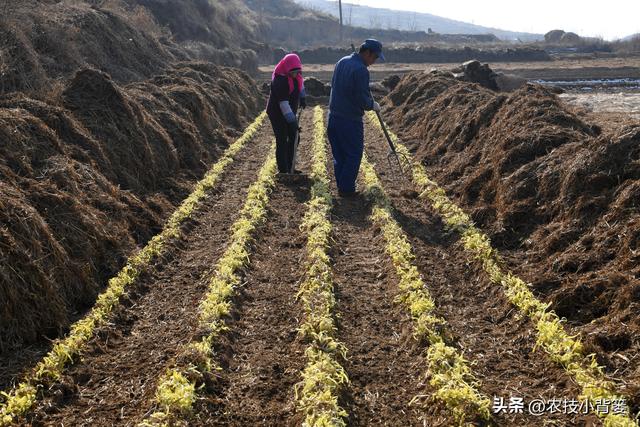 韭黄是怎么种植出来的？韭黄有哪些种植技巧和管理技术要点？