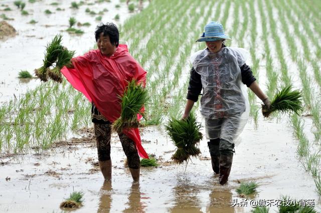 种植水稻巧补锌，苗势壮、分蘖快，既能抗病抗寒又能促进高产