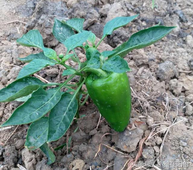 阳台种菜这样施肥，菜一个劲蹭蹭长，够一家人吃了