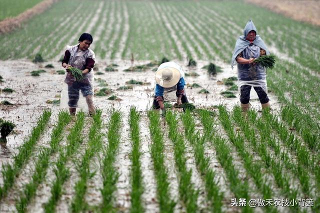 种植水稻巧补锌，苗势壮、分蘖快，既能抗病抗寒又能促进高产