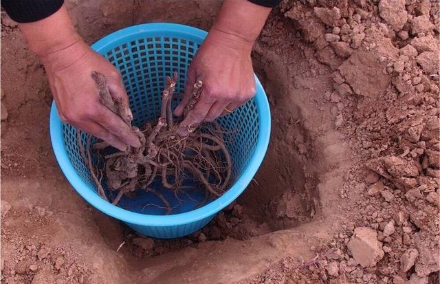 盆栽牡丹怎么养？注意用盆、用土、栽种时间，开花大又美，年年开