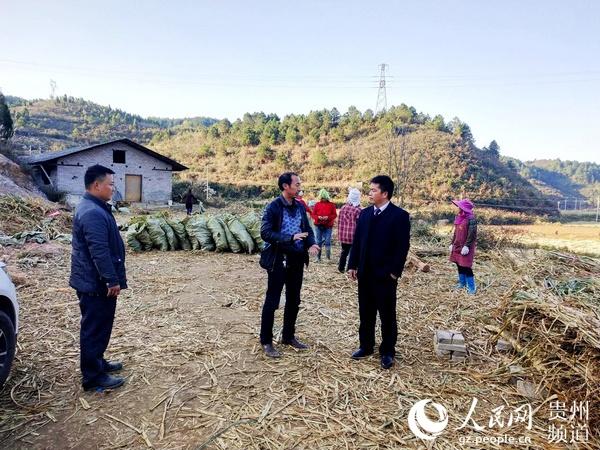 台江杨柳塘：种上“金银草” 荒山变“金山”