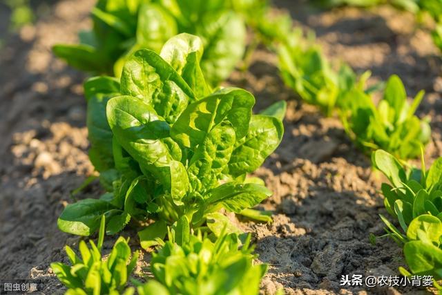 种植菠菜要想产量大、品质好，从种到收的这些管理技巧要用好