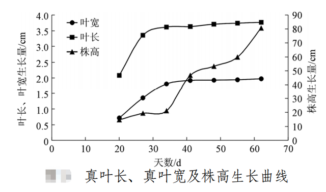 人称“非洲雏菊”，探讨蓝目菊的栽培技术和后期管理