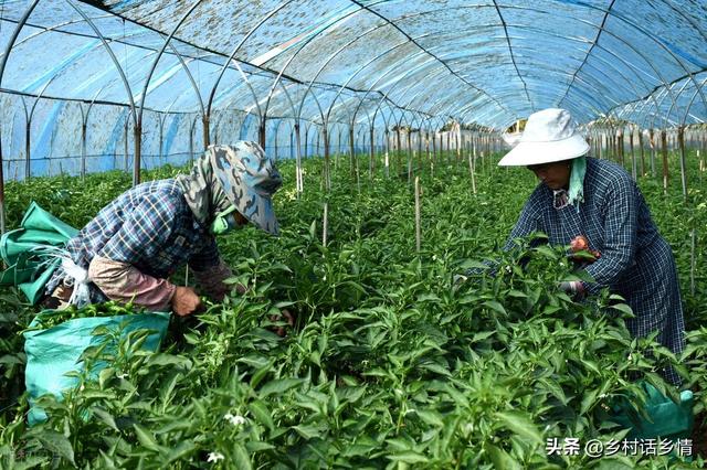 再难种植的蔬菜，只要掌握这五个核心方法，你就是种菜小达人