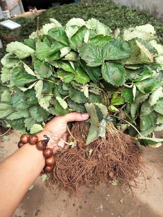 更适合南方露天栽植草莓品种，甜查理草莓苗早熟产量高