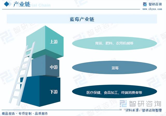 干货分享！2023年中国蓝莓市场发展概况及未来投资前景预测分析