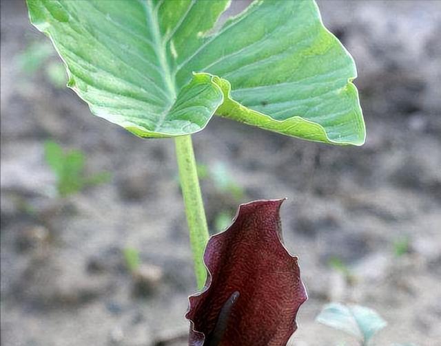 农村出镜率很高的8种植物，小孩常当玩具玩，殊不知有剧毒要远离