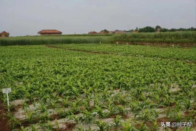 水洼地能种什么高产牧草？甜高粱耐旱、耐盐碱、又耐涝，年割6次