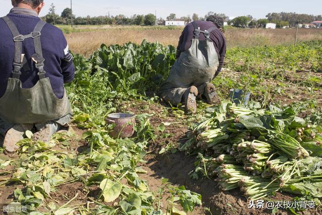 种植菠菜要想产量大、品质好，从种到收的这些管理技巧要用好