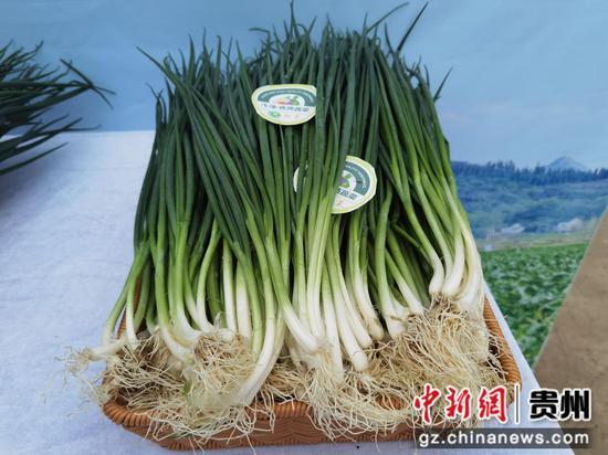 夏秋蔬菜生产大省贵州加大“黔菜”品牌走出去