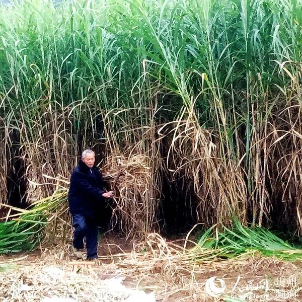 台江杨柳塘：种上“金银草” 荒山变“金山”