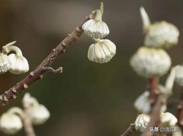 人称“金腰带”的结香树，枝条柔软可打“情结”，花叶永不相见