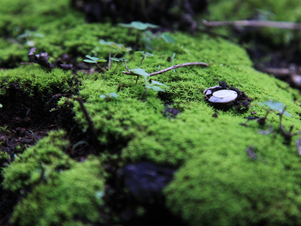 青苔怎么养