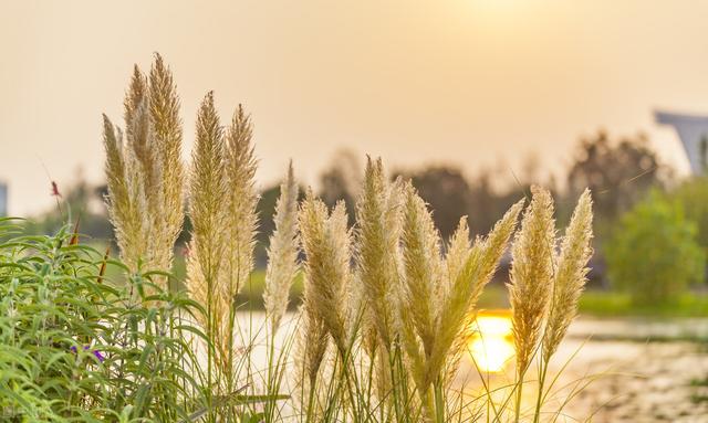 芦苇栽培技术，以及芦苇的前景发展与分析，来看看？