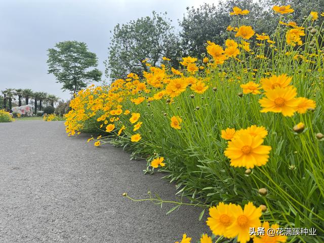 秋季播种金鸡菊，耐寒耐旱多年生，五月就能有花开