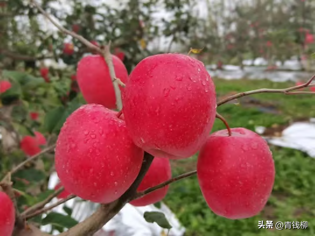 渭北瑞香红苹果引种技术揭秘