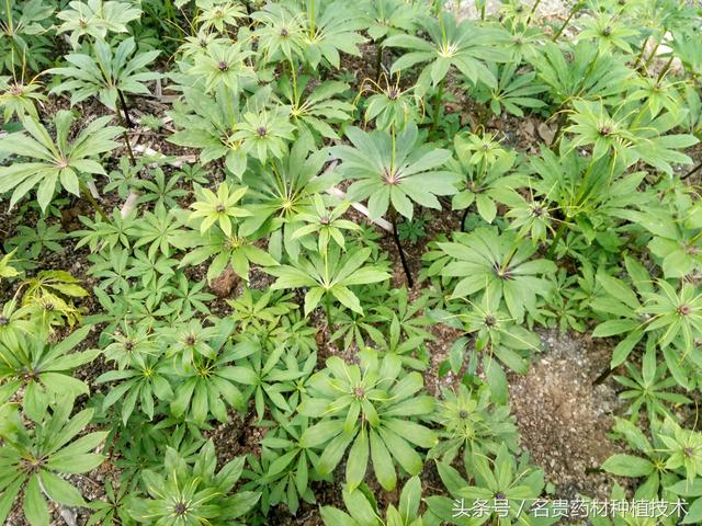 怎样种植重楼？重楼种植时间，有哪些技术要点，栽培后期管理