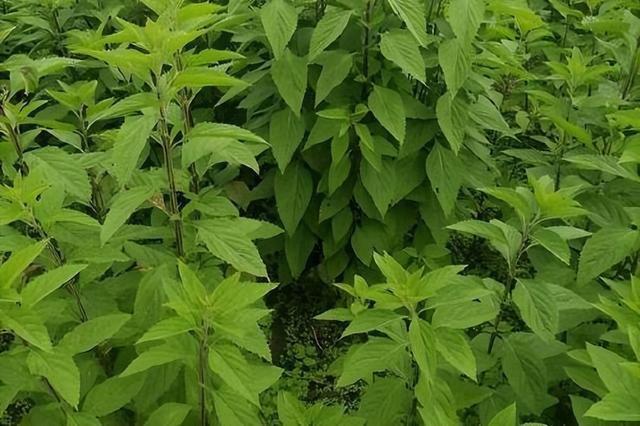 溪黄草的种植环境，以及如何高效培养