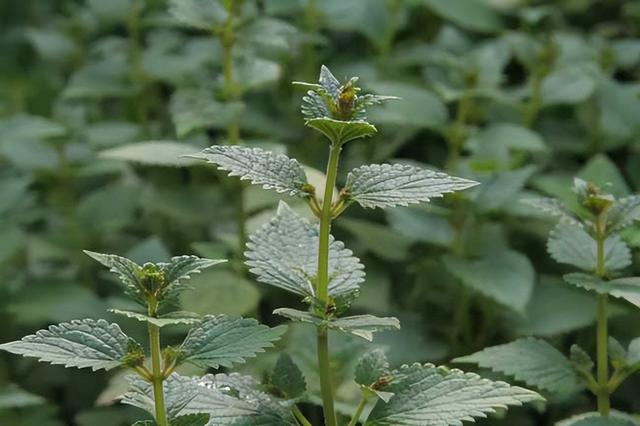 溪黄草的种植环境，以及如何高效培养