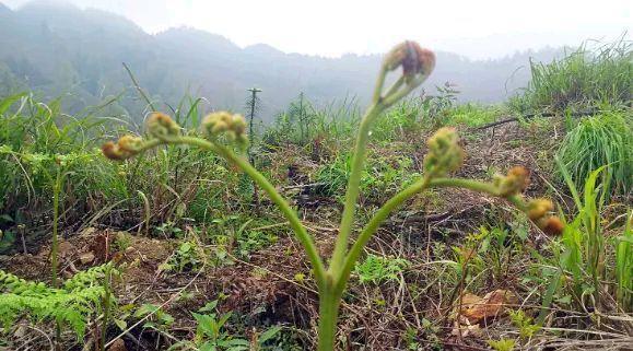 蕨菜栽培技术，该注意些什么？如何才能让它生长得更好