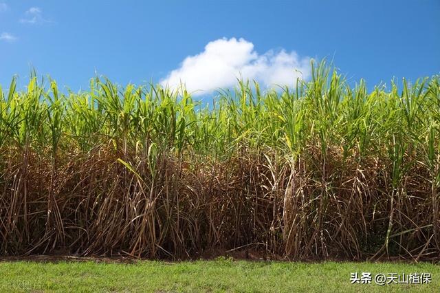 甘蔗种植方法和技术