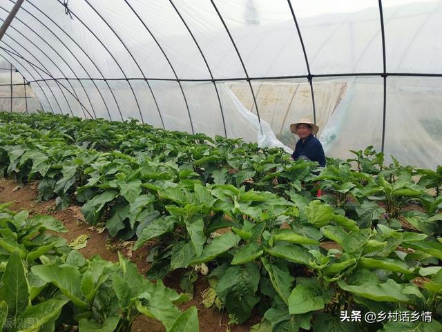 再难种植的蔬菜，只要掌握这五个核心方法，你就是种菜小达人