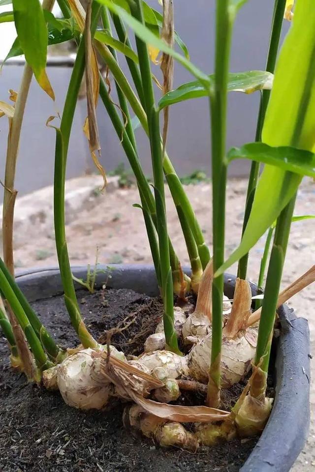 阳台盆栽生姜种植指南，市场上买的就能种，还能开出奇特的花