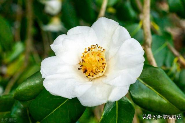 除了爱喝茶之外，你知道茶是怎么种植的吗？