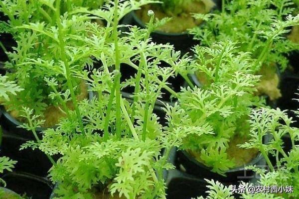 水蕨是保护植物吗？水蕨的栽培与养护方法