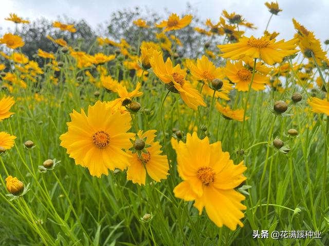 秋季播种金鸡菊，耐寒耐旱多年生，五月就能有花开