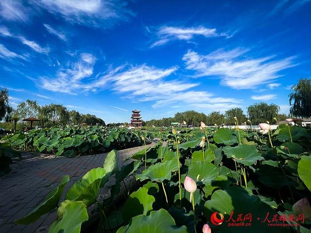 雄安新区白洋淀：夏日荷花初绽放 并蒂莲开寓吉祥