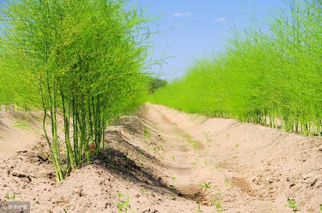 芦笋栽种一茬能采收10年，用好这些栽种管理方法，促产增收不难