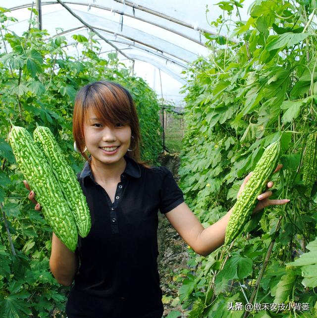 高产苦瓜有哪些种植管理技巧？注意5大方面