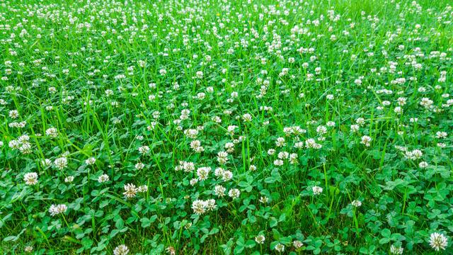 东北地区能种植牧草吗？产量会高吗？