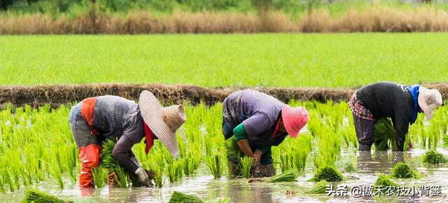 种植水稻巧补锌，苗势壮、分蘖快，既能抗病抗寒又能促进高产