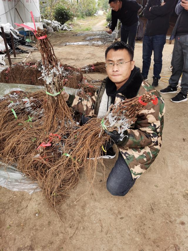 详细介绍中国红玫瑰葡萄苗 栽植中国红玫瑰葡萄苗栽植技术