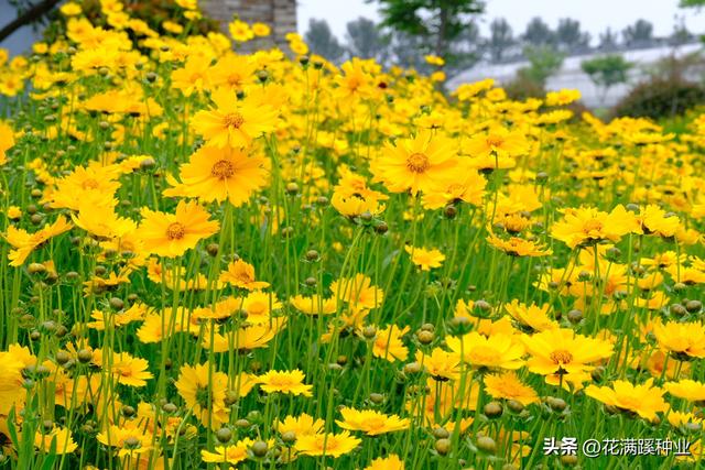 秋季播种金鸡菊，耐寒耐旱多年生，五月就能有花开