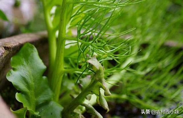 水蕨是保护植物吗？水蕨的栽培与养护方法