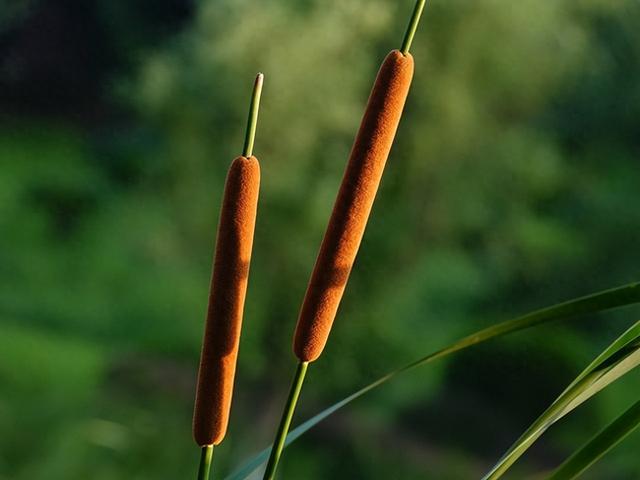 果实长得奇特像“火腿肠”，人称香蒲，蒲黄，水蜡烛，价值却很大