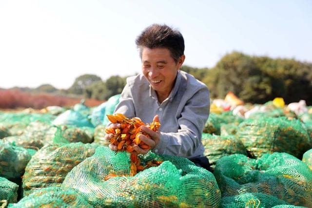 江西抚州东乡区：水栀子丰收 荒山披“金装”