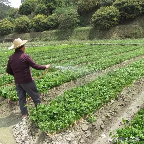 鸡蛋果栽培技术！