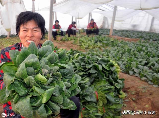 种植菠菜要想产量大、品质好，从种到收的这些管理技巧要用好