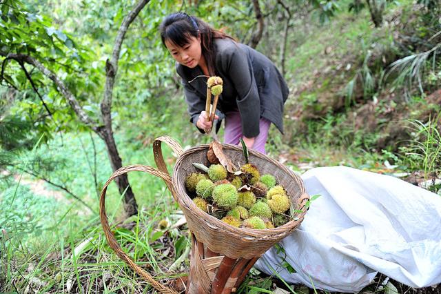 板栗树不好育苗？按这5点来做，培育出来的板栗苗壮、结果多