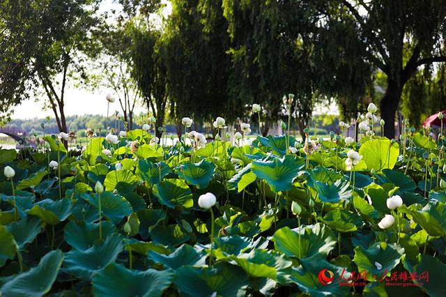 雄安新区白洋淀：夏日荷花初绽放 并蒂莲开寓吉祥