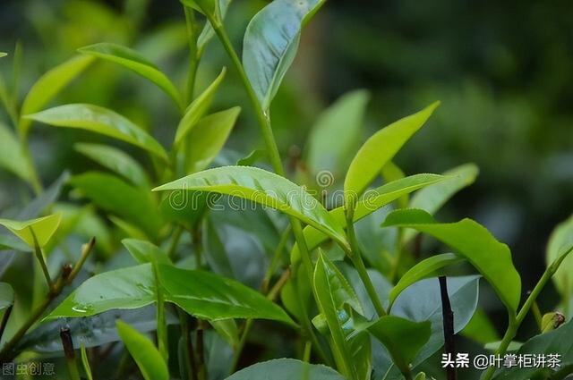 除了爱喝茶之外，你知道茶是怎么种植的吗？