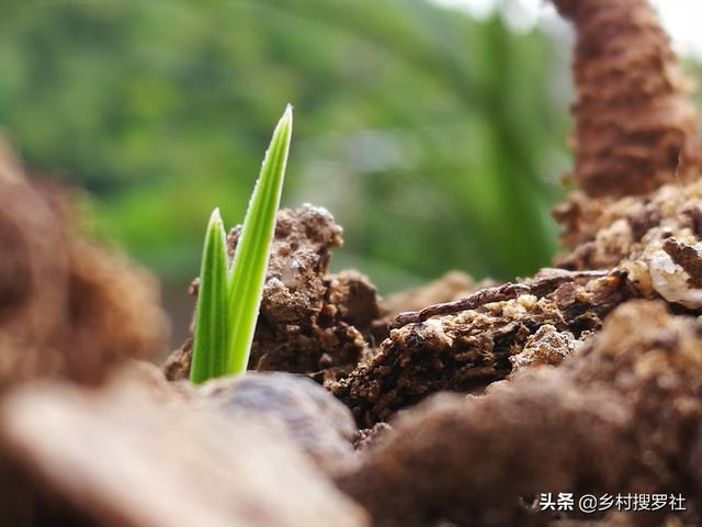 养兰花新手入门，手把手教你如何配制植料