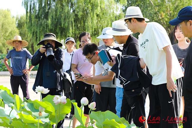 雄安新区白洋淀：夏日荷花初绽放 并蒂莲开寓吉祥