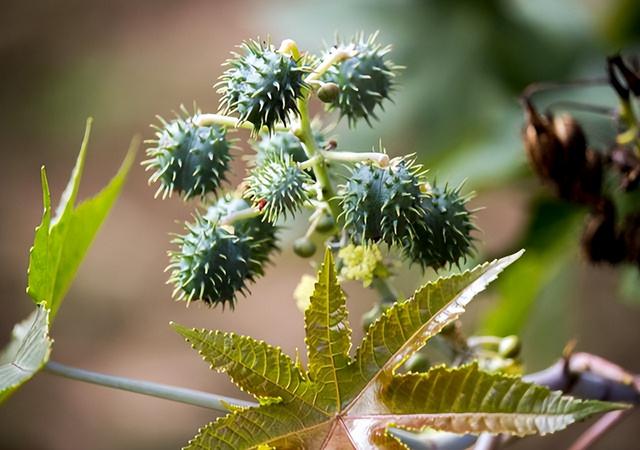 农村出镜率很高的8种植物，小孩常当玩具玩，殊不知有剧毒要远离