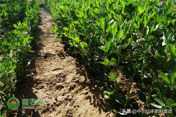 蚕豆种植技巧和方法